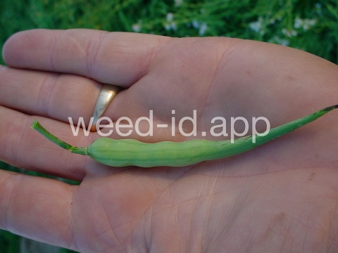 radish